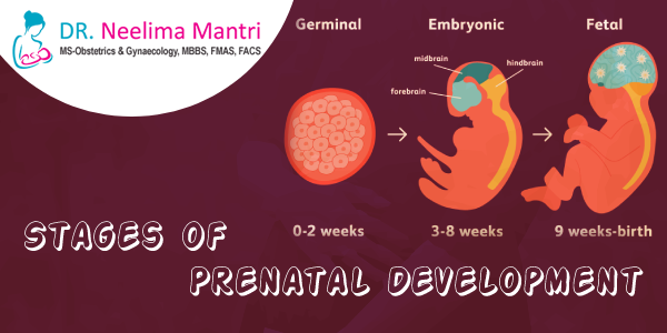 Stages of Prenatal Development Prenatal development is the development of the child inside the mother’s womb. The child does not just come out of the mother’s womb... Know more at: drneelimamantri.com/blog/stages-of… #StagesOfPrenatalDevelopment #Pregnancy #PrenatalDevelopment