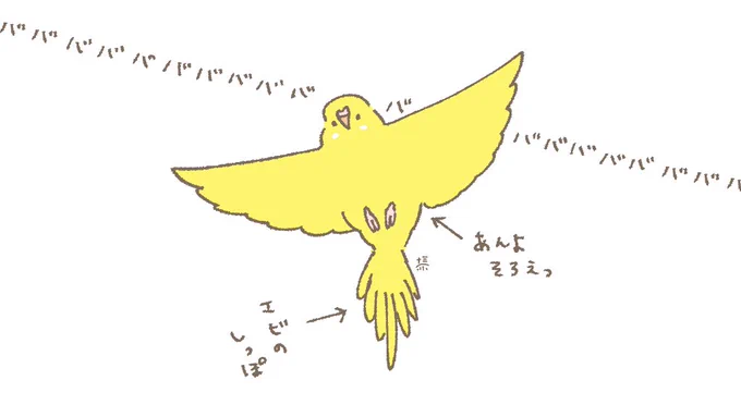 おはようございます☀️
飛んでる瞬間の姿がかわいい5月22日(水)です🕊️
週のまんなかすいようび!
#セキセイインコ 
