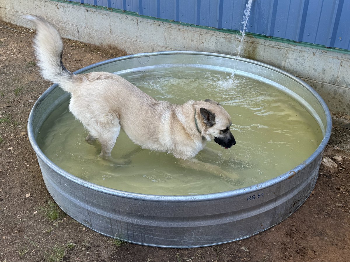 Knox loves his new pool! Rescued from Madera County Animal Services July 2023.