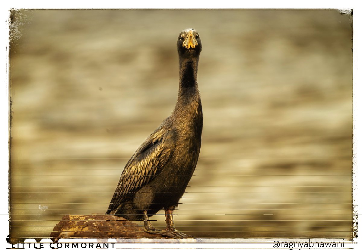 Suprabhat 🙏 
Little Cormorant 

@SonyAlpha

#SonyAlphaShots
#BirdsSeenIn2024 #birdwatching 
#IndiAves  #natgeoindia
@sanshali1 @Devahoothi @bahutbadadanda @Krishnaa_Murari
@ClimbhiKc @parrrrag