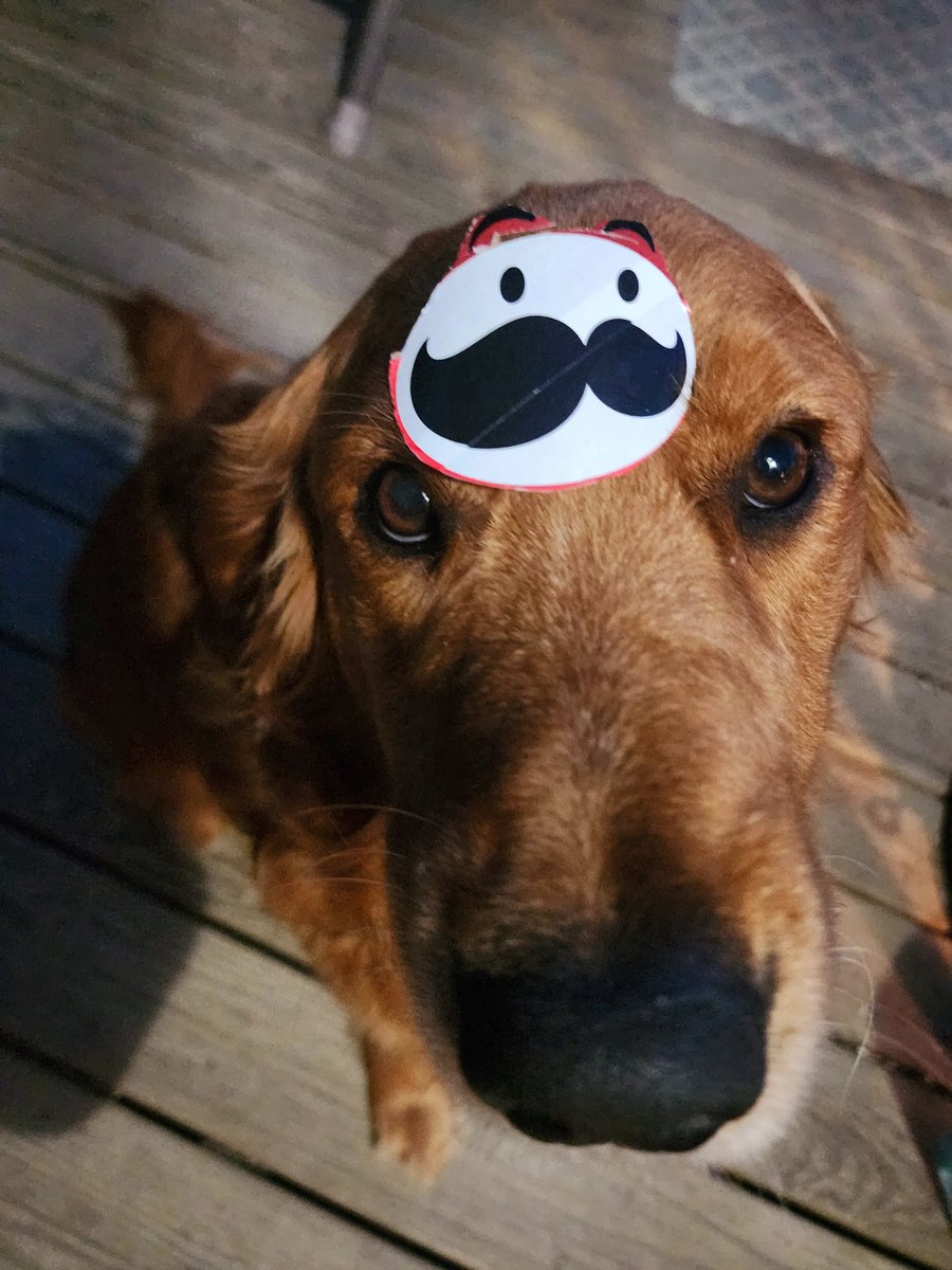 It's dress up night. Yeah (read that as dry as you can). Any guesses who I am? I can't tell because it was stuck to my head before I got a good look. #dogsoftwitter #goldenretriever