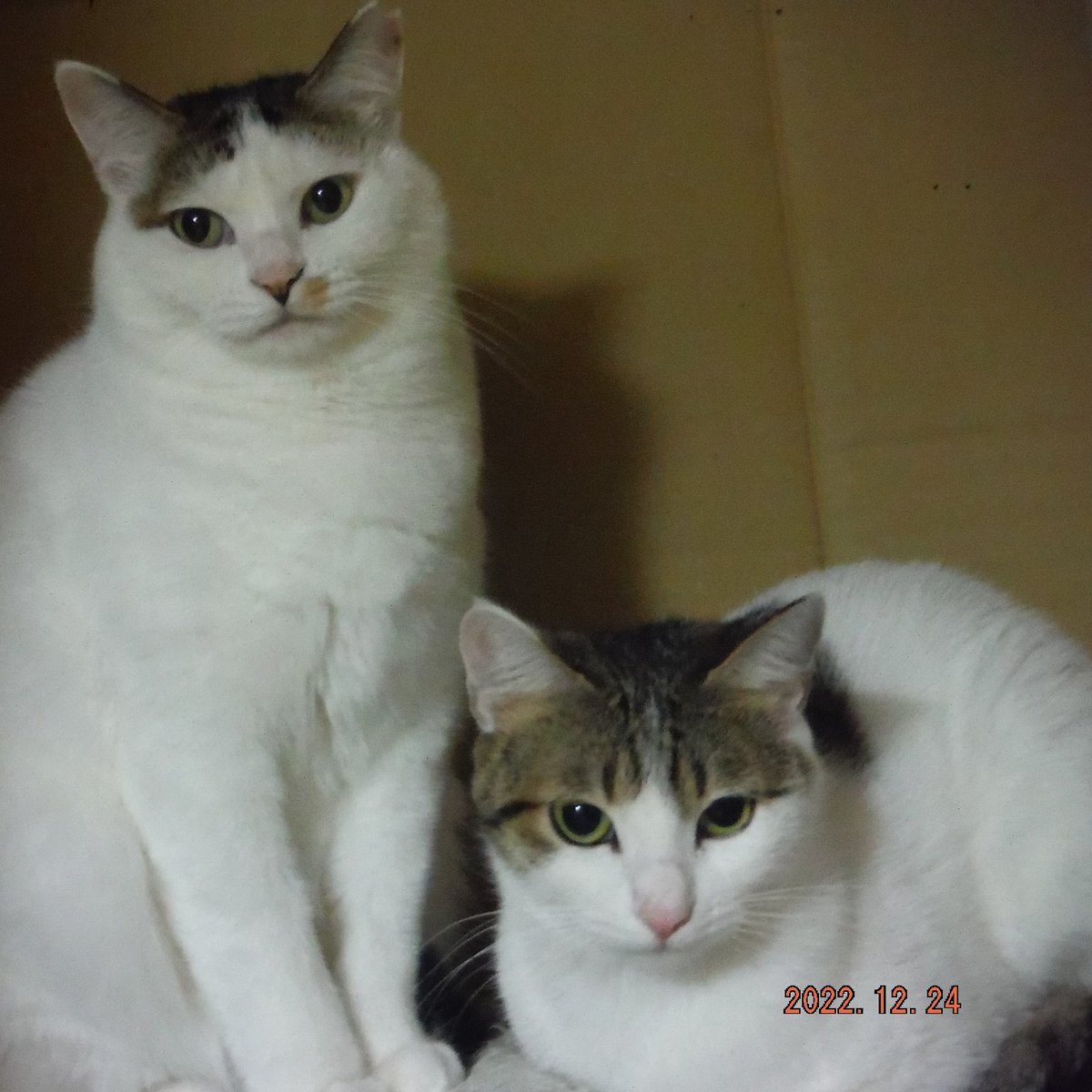 [再投稿分]（猫写真がありません）
保護できずにいる兄妹猫を探しています。
写真右は妹（？）猫、左奥は母親です。
頭の柄は母親に似ている可能性もあります。
♂♀は不明です。尻尾は縞々、首輪なし
ご実家で、飼われていたりしていませんか？
家族と再会させたいです
詳細
maigo-pet.net/cat/detail.php…