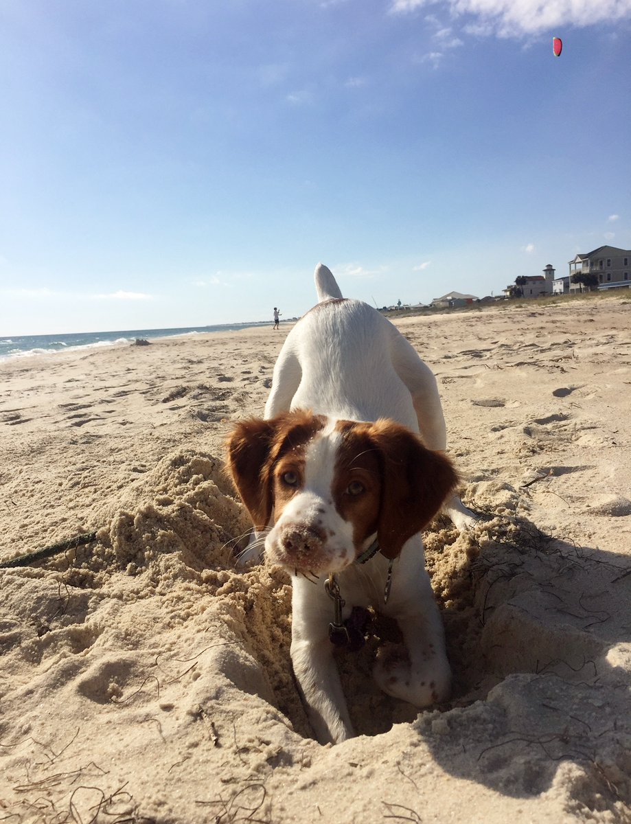 St George Island Pet Friendly Rental – Beach, Love & Happiness beach-love-happiness.com/st-george-isla… 

#stgeorgeisland #stgeorgeislandfl #sgi #petfriendlybeach #dogfriendlybeach #beachlife #beachlovehappiness