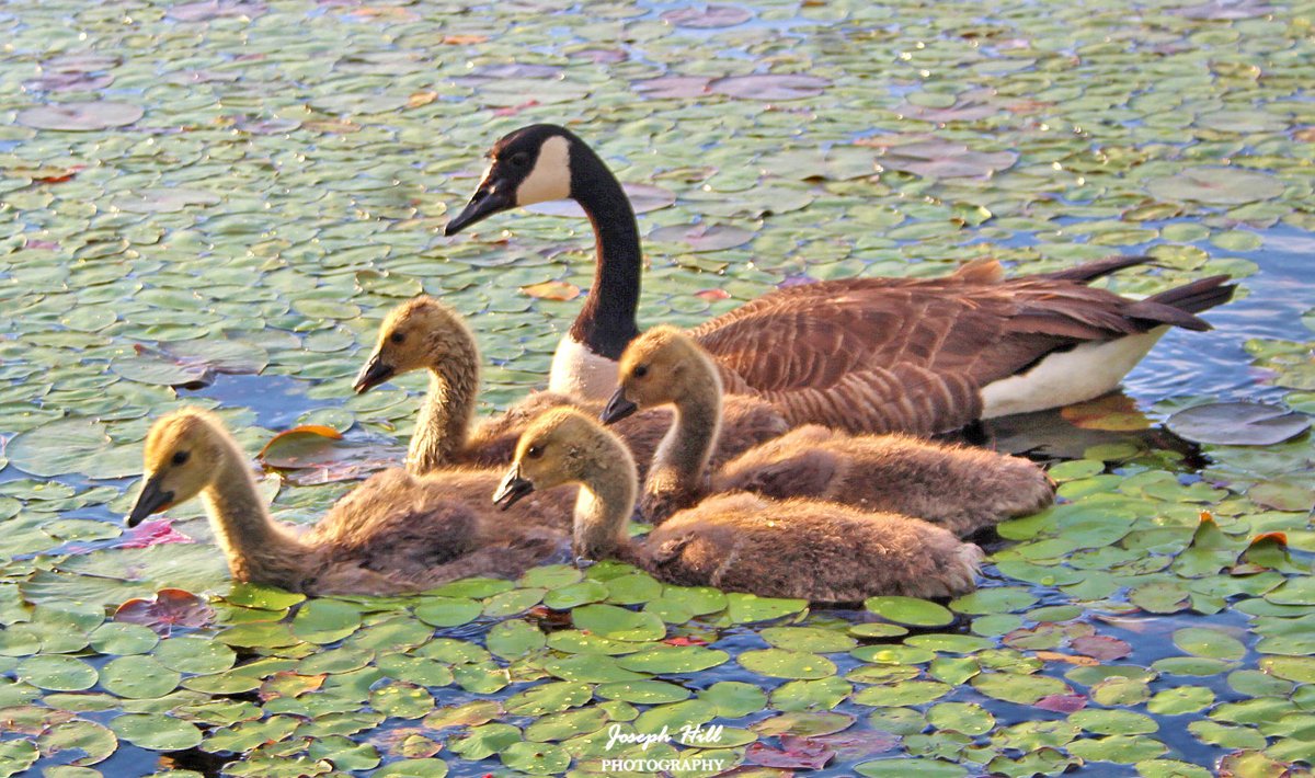 Canada Goose🦆 and Goslings 🐥 Photo By: Joseph Hill🙂📸🦆🐥 #canadagoose #goslings #ducks #lake #nature #beautiful #peaceful #spring #naturephotography #AberdeenLakePark #AberdeenNC #ay