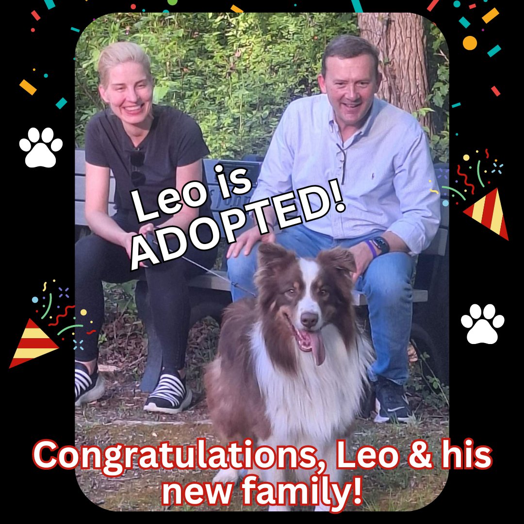 UPDATE: LEO IS ADOPTED! 🎉 🐾 Thank you to everyone who shared & cared for Leo along his journey to find his forever home 🏡 And thank you to his wonderful new family 💙 #amsterdog #amsterdogrescue