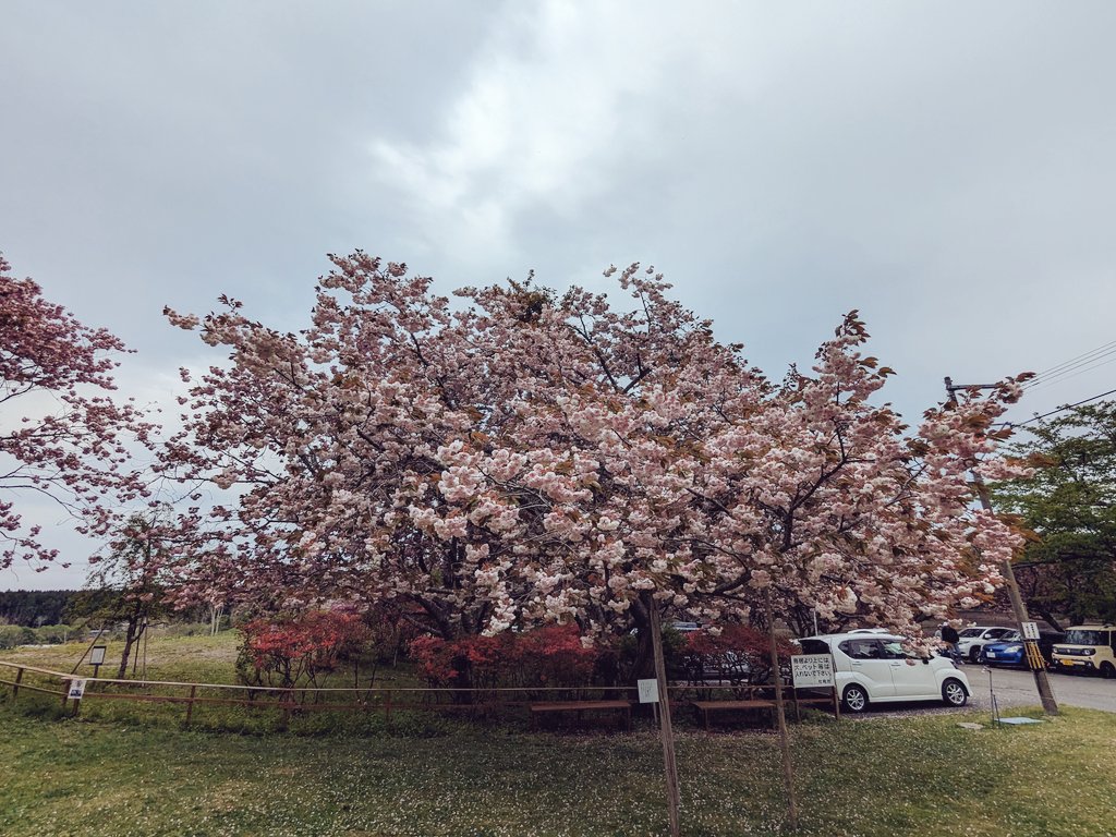 おはようございます
北海道はまだ遅咲きの八重桜（ヤエザクラ）が綺麗に見ることが出来るスポットもたくさんあります！

#企業式相互フォロー祭り 
#企業公式春のフォロー祭 
#企業公式が毎朝地元の天気を言い合う 
#公式朝ツイ