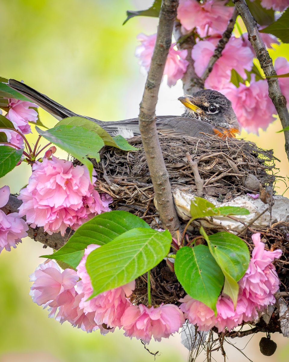 Happy Mother’s Day! This hardworking American robin mom picked a beautiful setting for her nest this spring. (April in Central Park, New York) #birds #birding #nature #wildlife #birdcpp