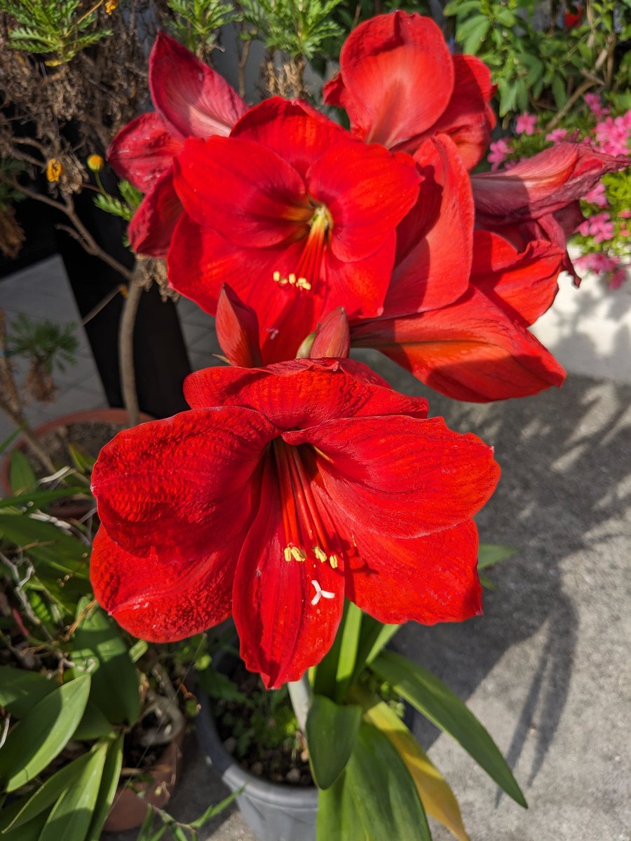 5月13日
お早うございます
今日は雨☔の大阪です
朝から、母の日が、終わって、次は、父の日ですね～
テレビ📺を見ていた🥸
俺は、何もいらん
私、知っています
毎年、そう言うけどね
嬉しそうな、顔😁
息子は、いつも、
リポビタンＤ
私が、飲むと、俺が
もらったんだ😤
あはは笑です
アマリリスです