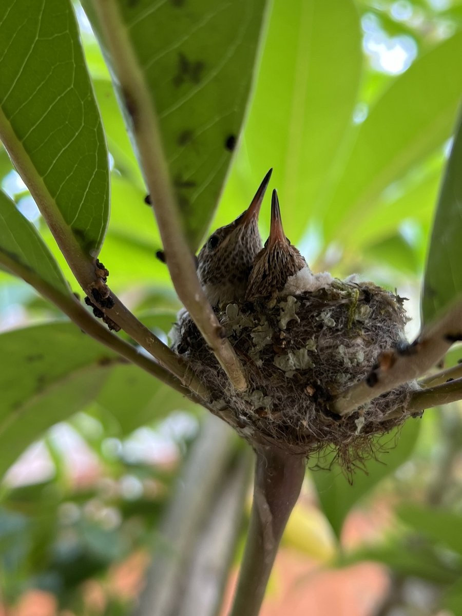 It’s a funny thing to say about hummingbirds, but these babies are getting so big they barely fit in the nest. #HappyMothersDay mommy hummingbird — you’re doing a great job!