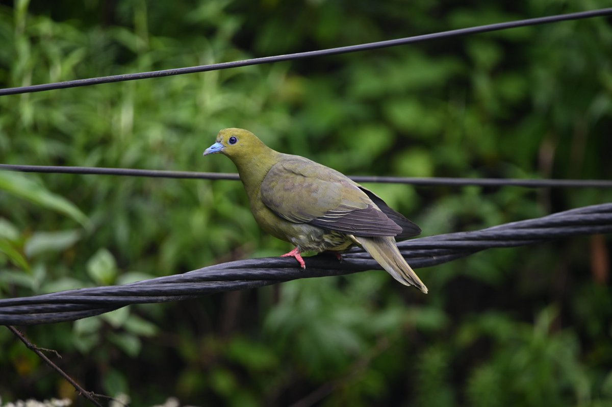 #1511 Wedge-tailed Green Pigeon Standing outside a cafe in Ghoom near Darjeeling. This pigeon flew in and sat on the wires in front of us. #dailypic #IndiAves #TwitterNatureCommunity #birdwatching #ThePhotoHour #BBCWildlifePOTD #natgeoindia