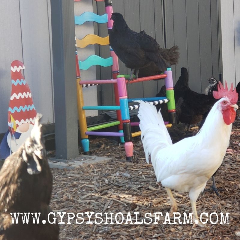 🖤 l8r.it/37oW 🖤 #gypsyshoalsfarm #ayamcemani #exoticpoultry #rarebreeds #acba #npip #homesteading #rarepoultry #cemani #ayamcemanis #featheredfriends #alabama #raisingchickens #farmlife