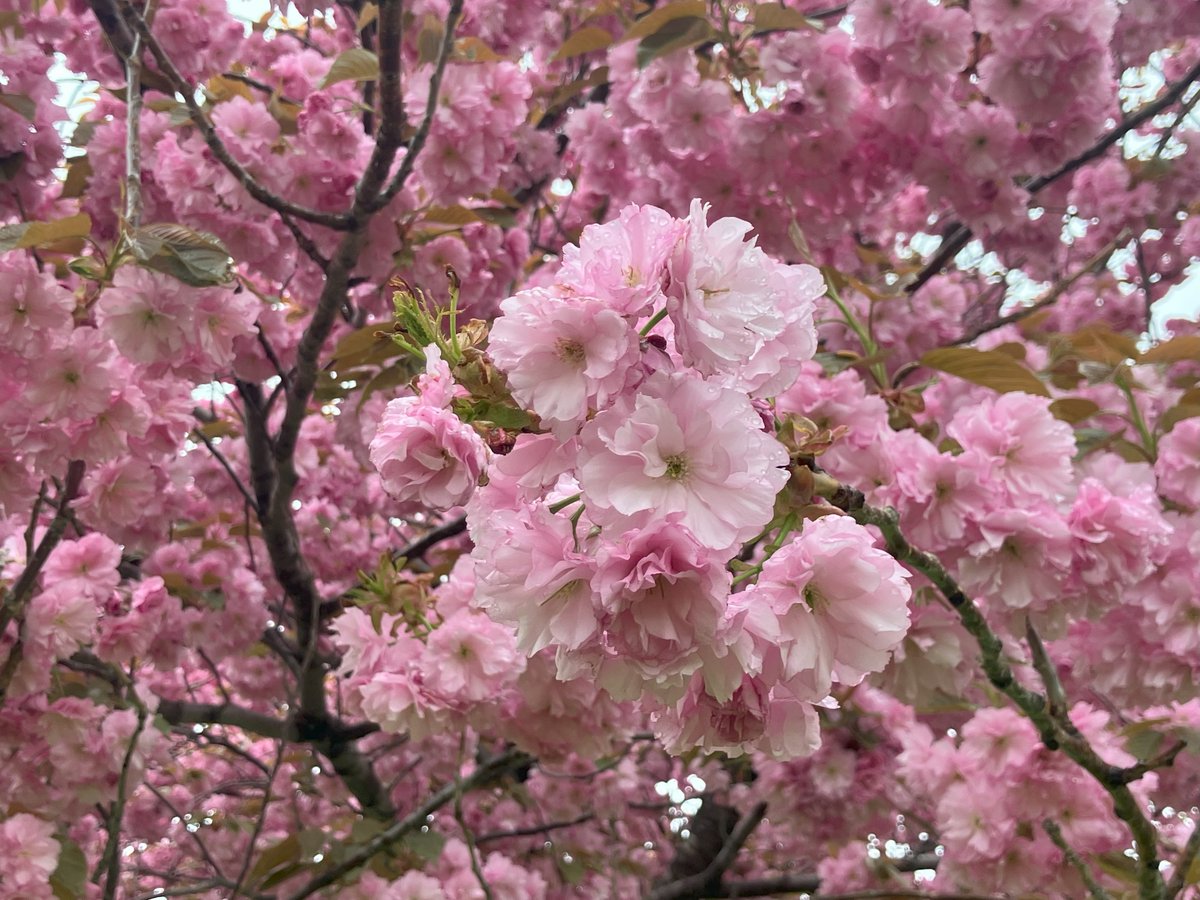#嵐の桜 満開です！
今朝の雨で散ってしまうかと心配だったのですが咲き誇っております🌸

あいにくの曇り空に関わらず本日も綺麗です🤣

#さっぽろ羊ヶ丘展望台 #嵐 #ARASHI