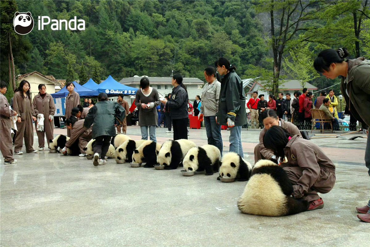 The Wenchuan Earthquake in 2008 caused the giant panda enclosure in Wolong to be buried by the mountain. Nannies worked hard to rescue cubs. One of the nannies was so tired that she fainted and fell to the ground. They searched for the frightened bears in the dangerous mudslide.