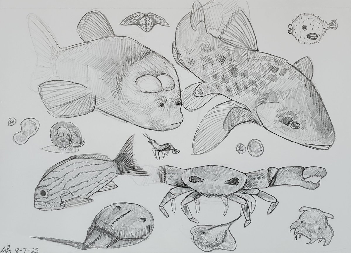 Some fish sketches I did last summer 
#marinebiology #sketches