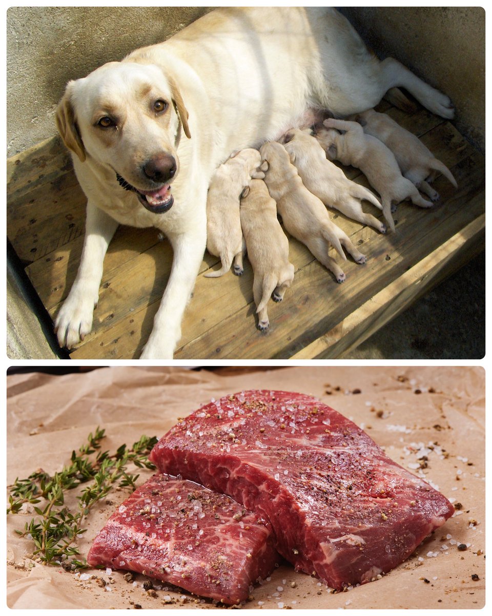 “Mothers hold their children’s hands for a short while, but their hearts forever.” This is so true on the farm, where these moments are short but sweet. 🥹 Happy Mother’s Day to the wonderful moms that make us who we are—we love you like no udder! 🌸❤️ 🐾🥩 Organic flat iron