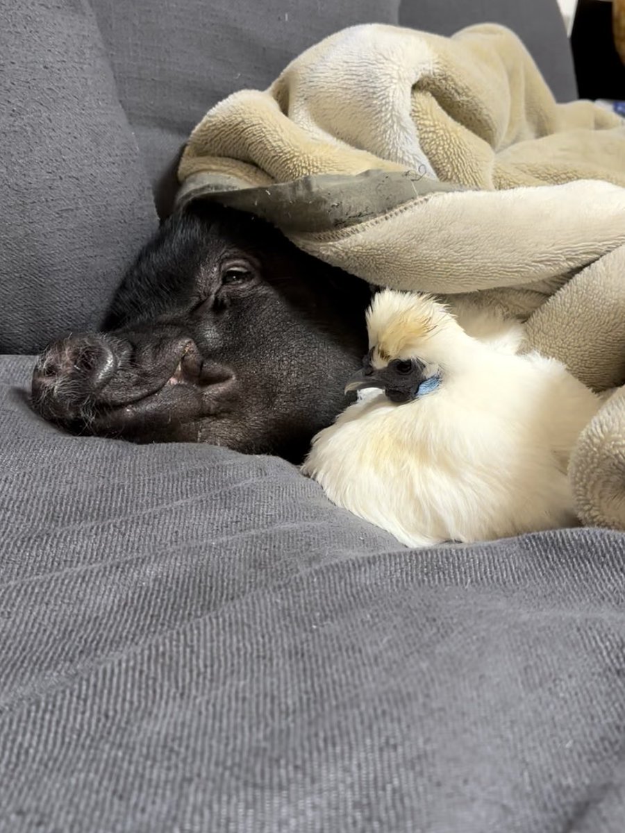 とんかつ tweet media