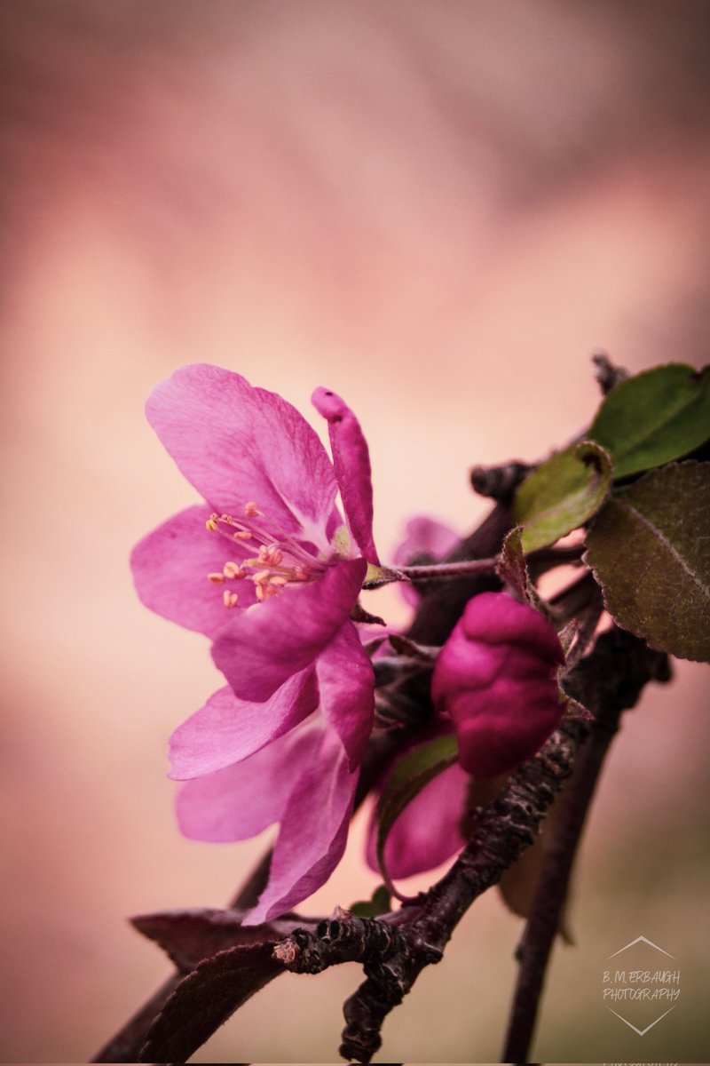 Pink
#flowerphotography #photography #NaturePhotograhpy #canon