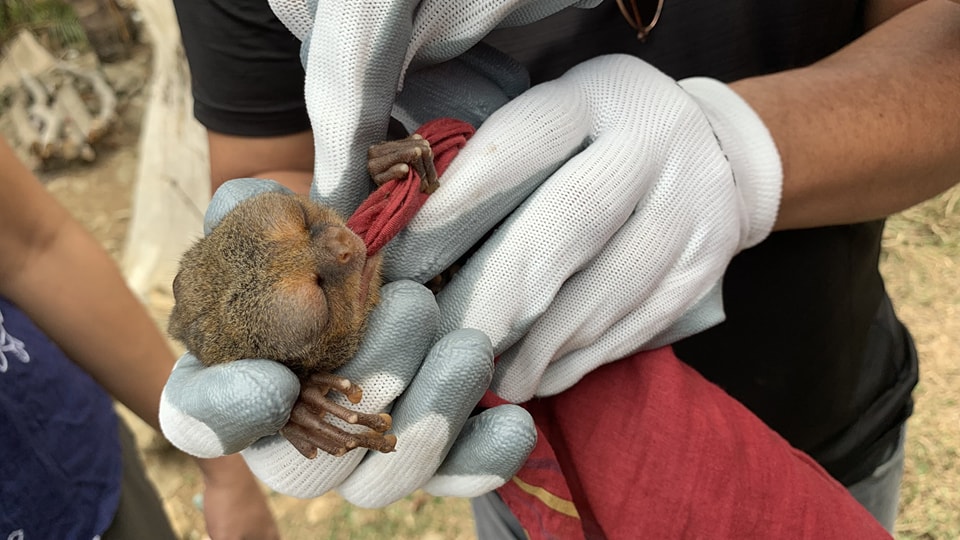 LOOK: A male Philippine Tarsier was rescued and released by CENRO Imelda in Zamboanga Sibugay.

Read: tinyurl.com/cpb7r974

#EnvironmentForLife #DENRInAction #DENRNews
