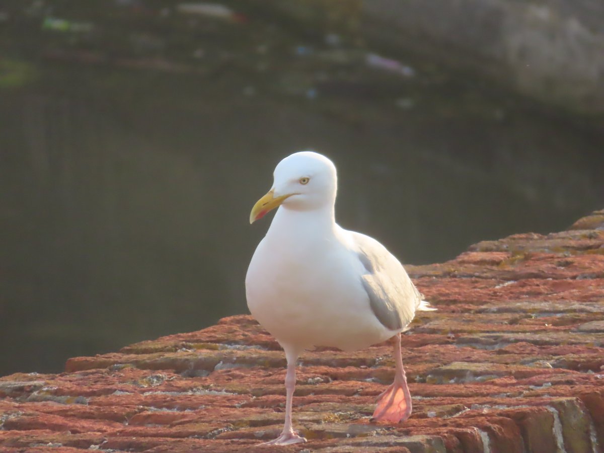 A seagull in Portsmouth on the 12/5/2024.