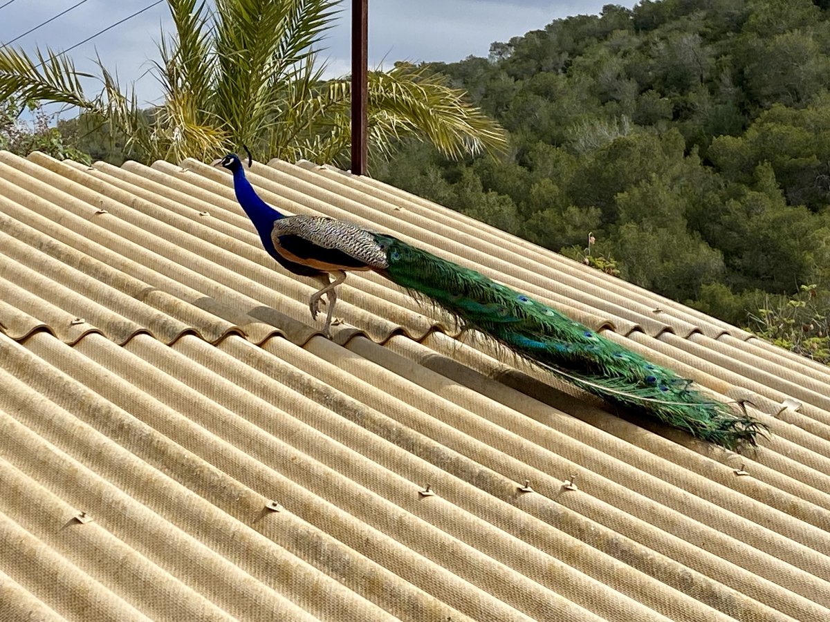 Peacock on a hot tin roof.