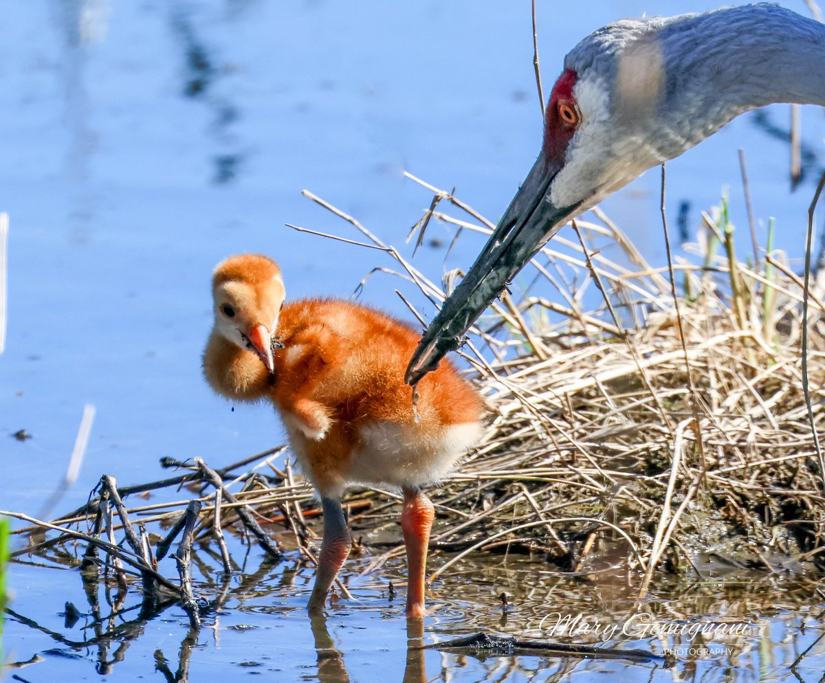 I couldn’t be more delighted to wish one of the crane females that I follow a Happy Mother’s Day. Pic is from last weekend. Happy Mother’s Day Rupert!❤️