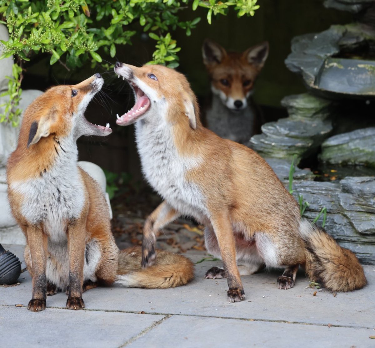 Bit of a kerfuffle going on #fox #Foxes #foxinmygarden #foxkit #foxlove #foxlovers #FoxOfTheDay #foxcub #zorro #fuchs #Renard #renarde #volpe #fäks #TwitterNatureCommunity #wildlifephotography #urbanfox #BBCWildlifePOTD #jessopsmoment