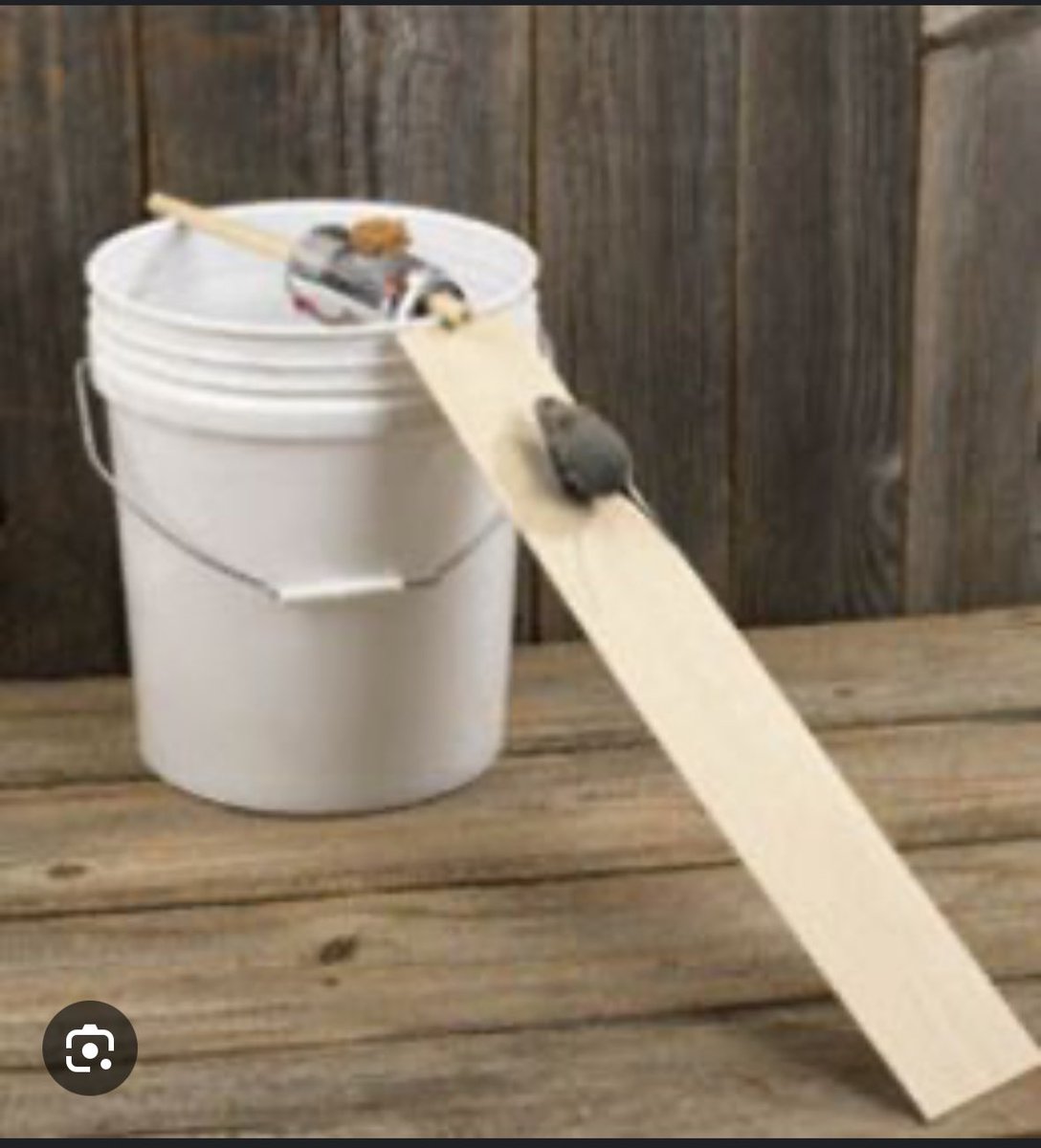 Darcy Frankl tweet media