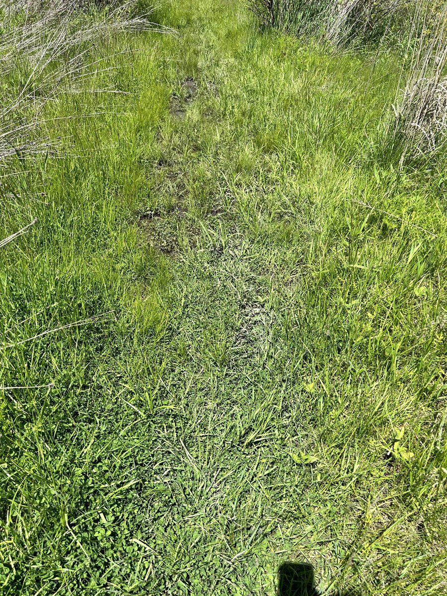 joco0614's tweet image. Ok so I tried to hike two @HeinzeTrust preserves today &amp;amp; Both are still very flooded &amp;amp; swap like! If you’re venturing out you’ll need rubber waterproof mud boots! This has been a terrible Spring for our local trails. #Inwx #SpringRain #Hike #Trails