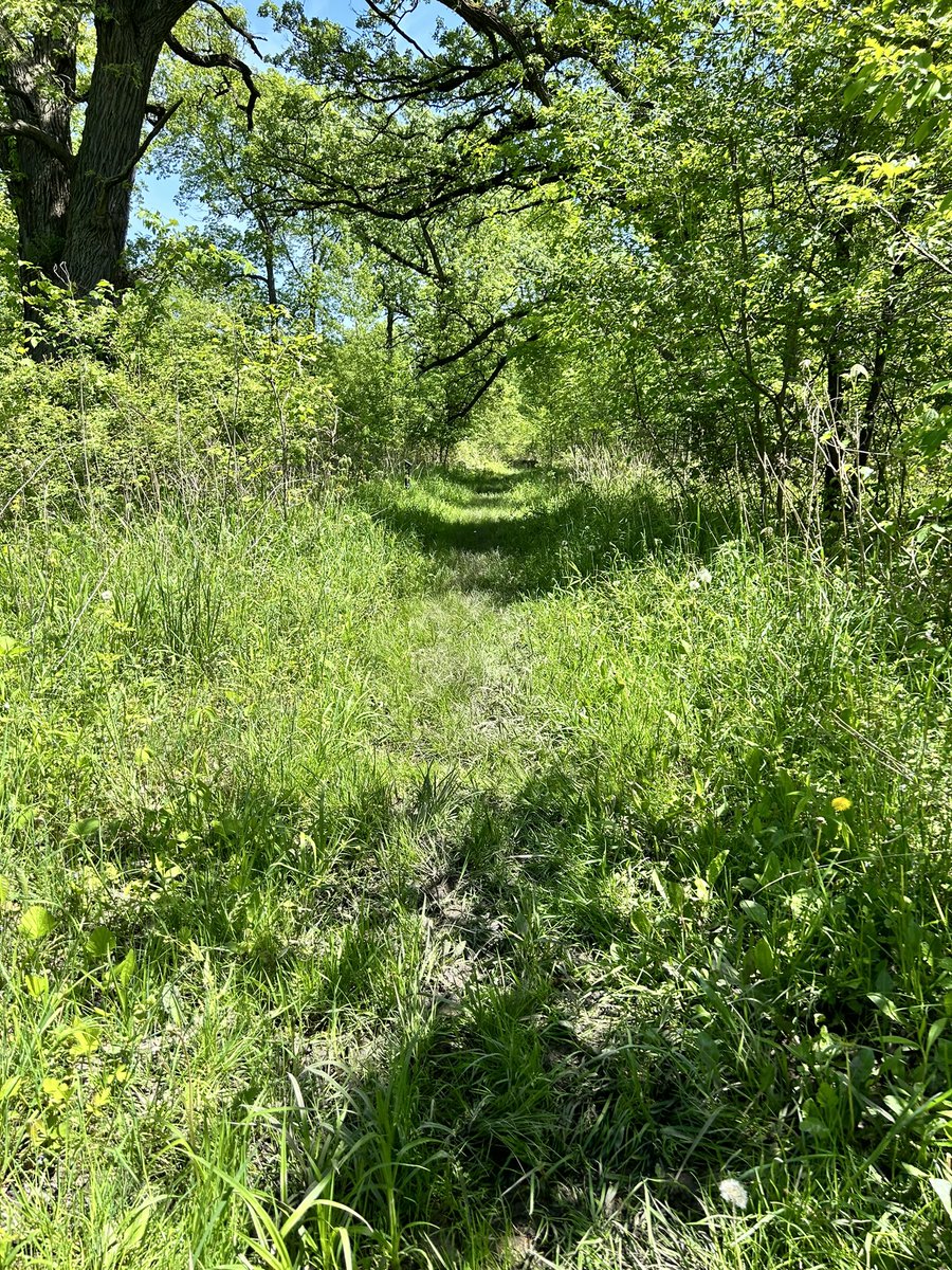joco0614's tweet image. Ok so I tried to hike two @HeinzeTrust preserves today &amp;amp; Both are still very flooded &amp;amp; swap like! If you’re venturing out you’ll need rubber waterproof mud boots! This has been a terrible Spring for our local trails. #Inwx #SpringRain #Hike #Trails
