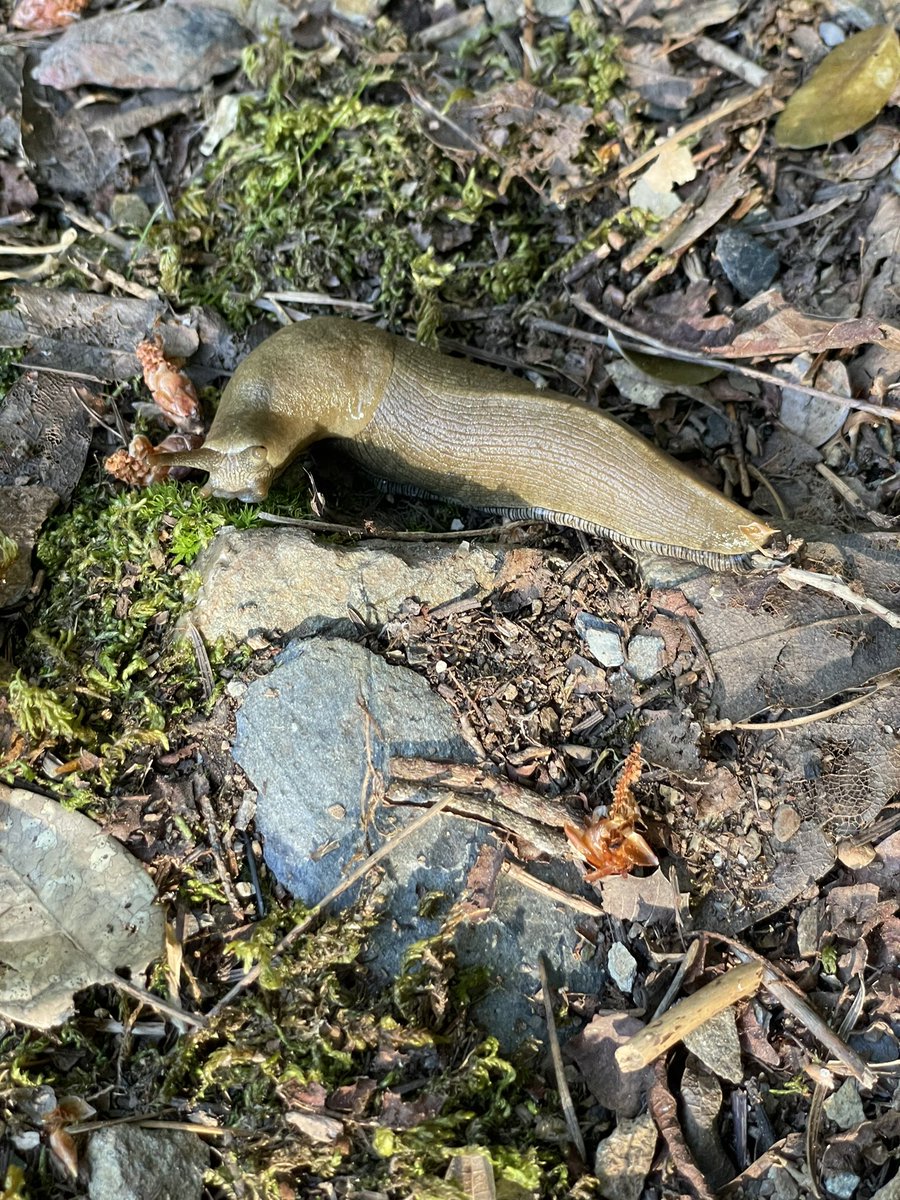 Banana slug on the trail