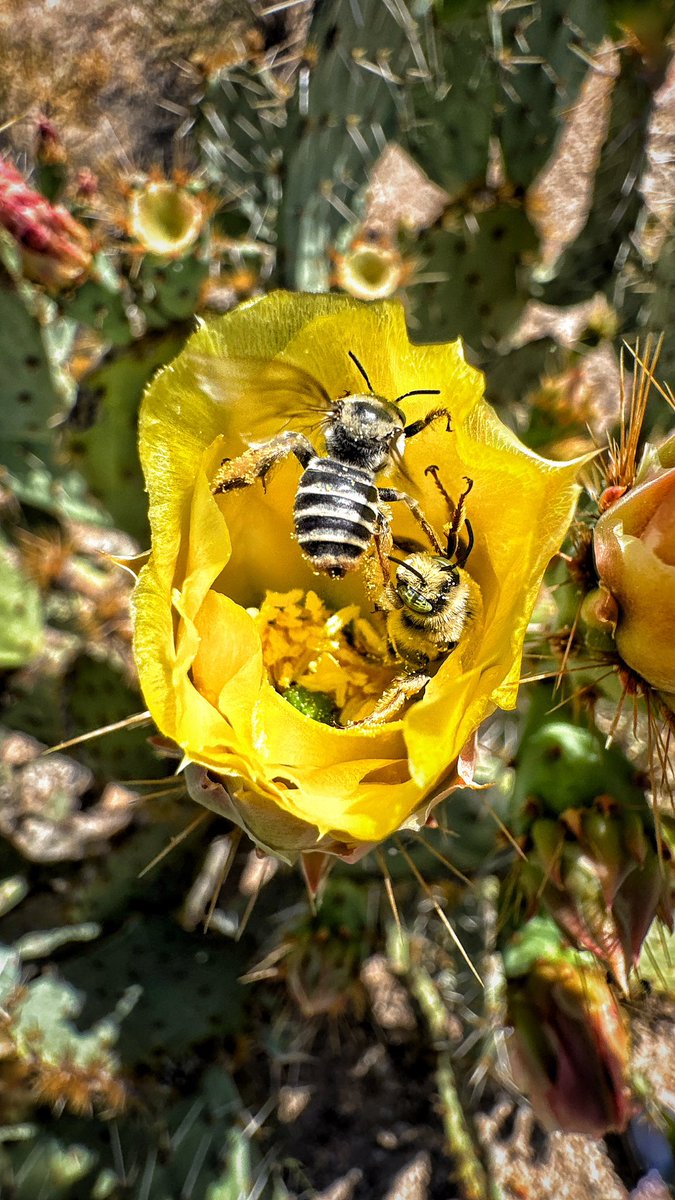 Allophile's tweet image. These May Sunday mornings in the desert…
#azwx #getintotheoutthere 
@ThePhotoHour @VisitTucsonAZ 
instagram.com/reel/C64dGqxSF…
@apple #shotoniPhone15proMax