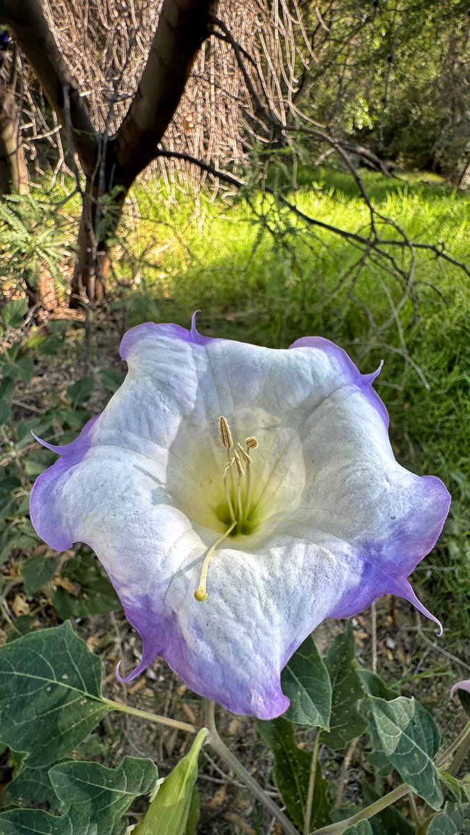 Allophile's tweet image. These May Sunday mornings in the desert…
#azwx #getintotheoutthere 
@ThePhotoHour @VisitTucsonAZ 
instagram.com/reel/C64dGqxSF…
@apple #shotoniPhone15proMax