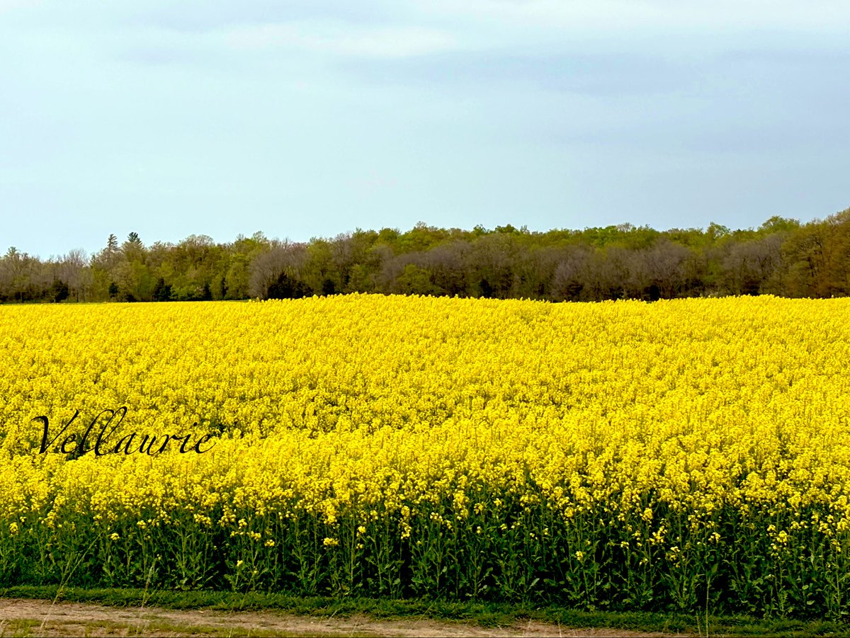 Beautiful rapeseed farms in the Niagara Area 🇨🇦for #SundayYellow