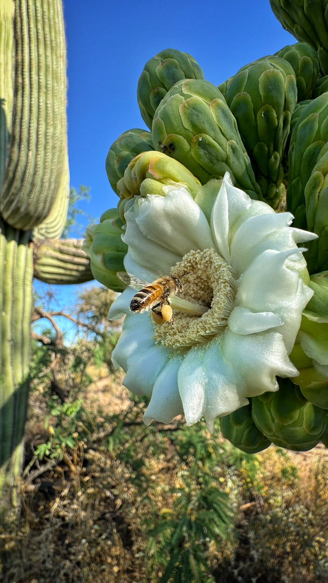 @BraydenCreation In the desert this morning: