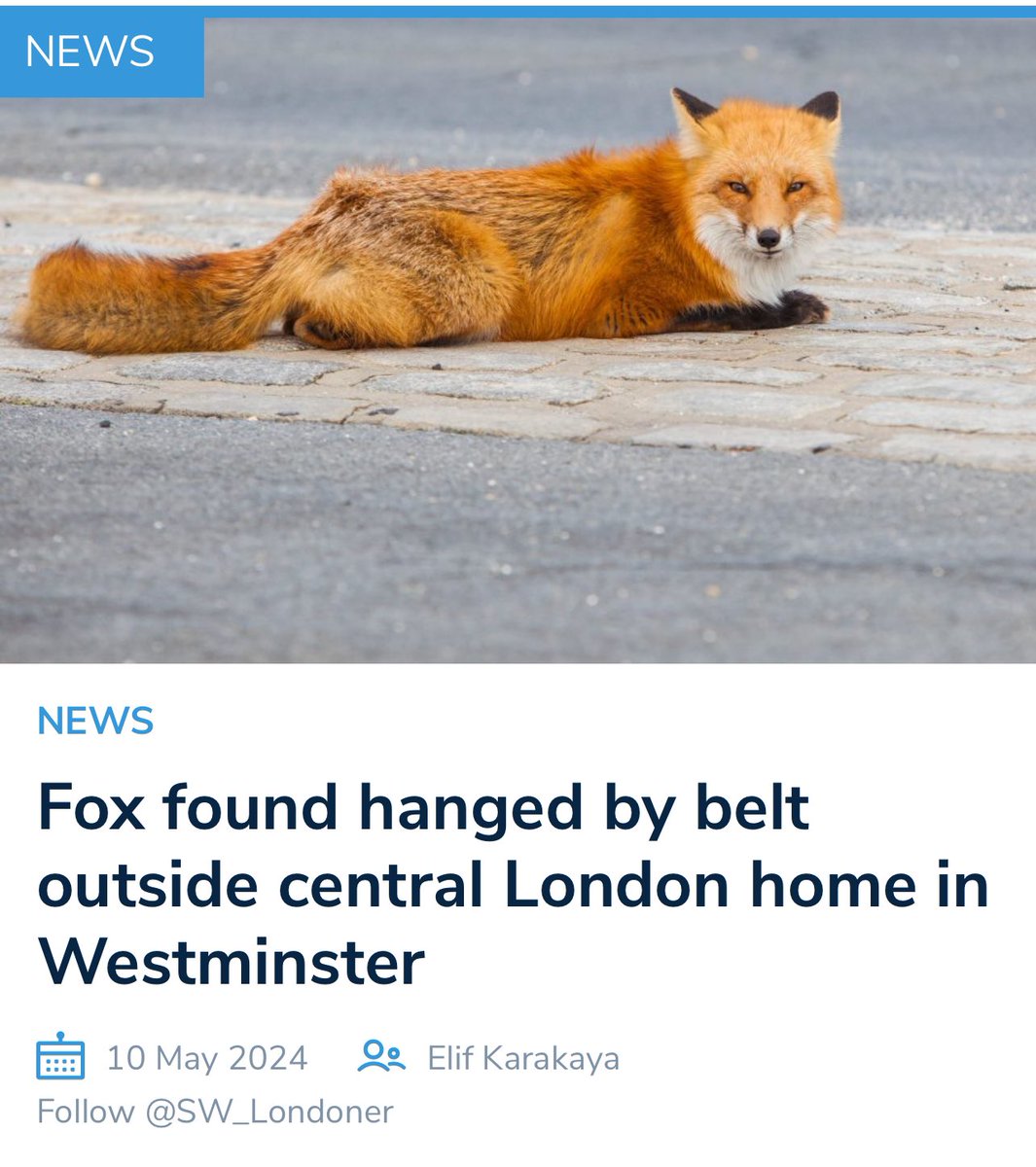 What a dark world we live in. A source, who wishes to be anonymised, walked through Harrowby Street when they found a fox hanged by the neck on a metal banister outside of the flat.