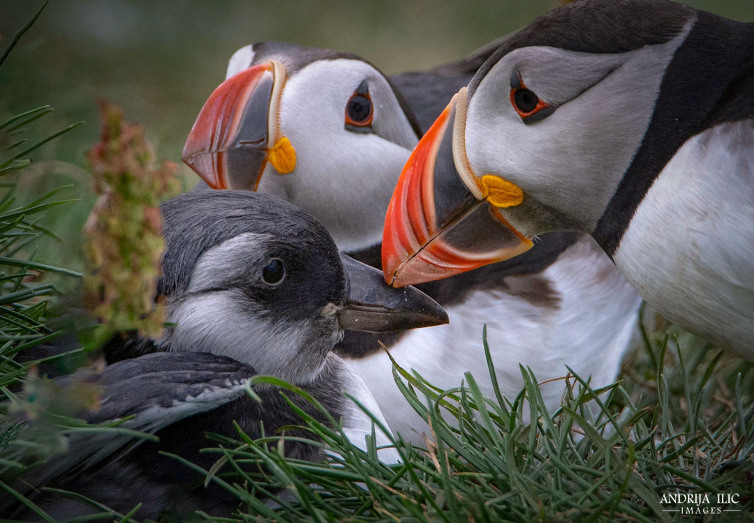 Puffins are back!
 
Before I start taking and posting new photos, here are few from the past, soon available as prints
© Andrija Ilic
AndrijaImages.com

#FaroeIslands #wildearth #wildlife @TheFaroeIslands