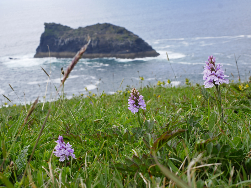 Hundreds of Heath Spotted Orchids in flower on the cliffs near Boscastle, lovely to see. Dactylorhiza maculata for #wildflowerhour