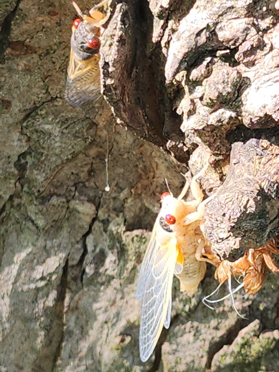 Anyone a cicada specialist? I heard about these on NPR but never seen them before.  This morning my trees were covered w/ them - brood x? The red eyes are....interesting