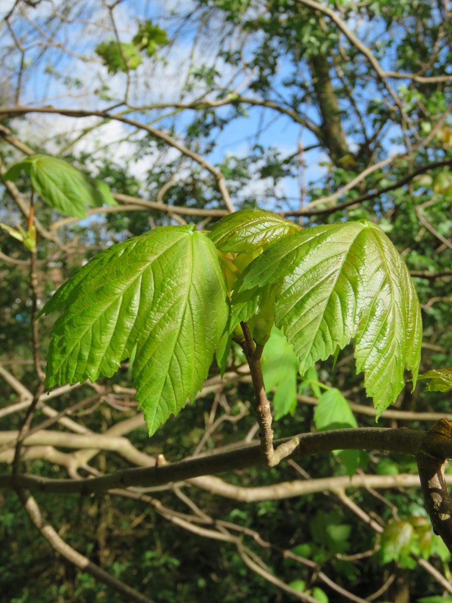 wildtring's tweet photo. Joe's Wood in early spring https://t.co/MYZ1JrdW5r