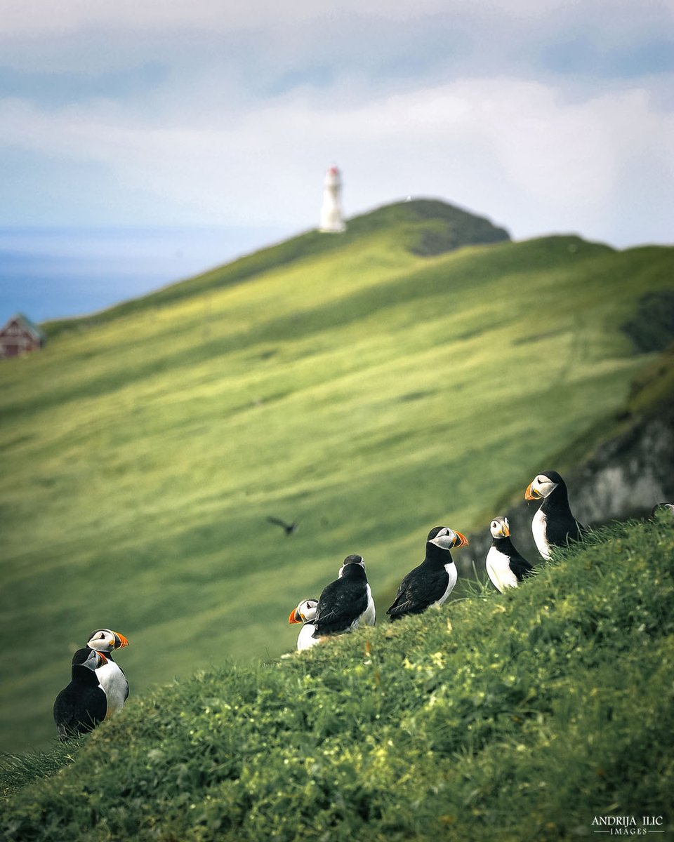 Puffins, Faroe Islands
Due to text length restrictions on X, I've shared puffin facts and photography tips on my other social media platforms, Facebook Page and LinkedIn:
facebook.com/AndrijaIlicIma…
linkedin.com/in/andrijailic/

#FaroeIslands #wildlifephotography @TheFaroeIslands