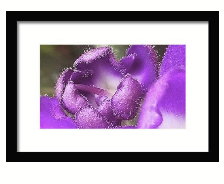 My Purple Palette Macro on @fineartamerica.com! fineartamerica.com/featured/purpl… #Sellers #ArtistOnTwitter #BuyIntoArt #macro #macrophotography #onlineshop #wallartforsale #ArtistOnX #art #print #photography #wallart #prints #giftsforhim #giftsforher #flowerphotography #purple #giftideas