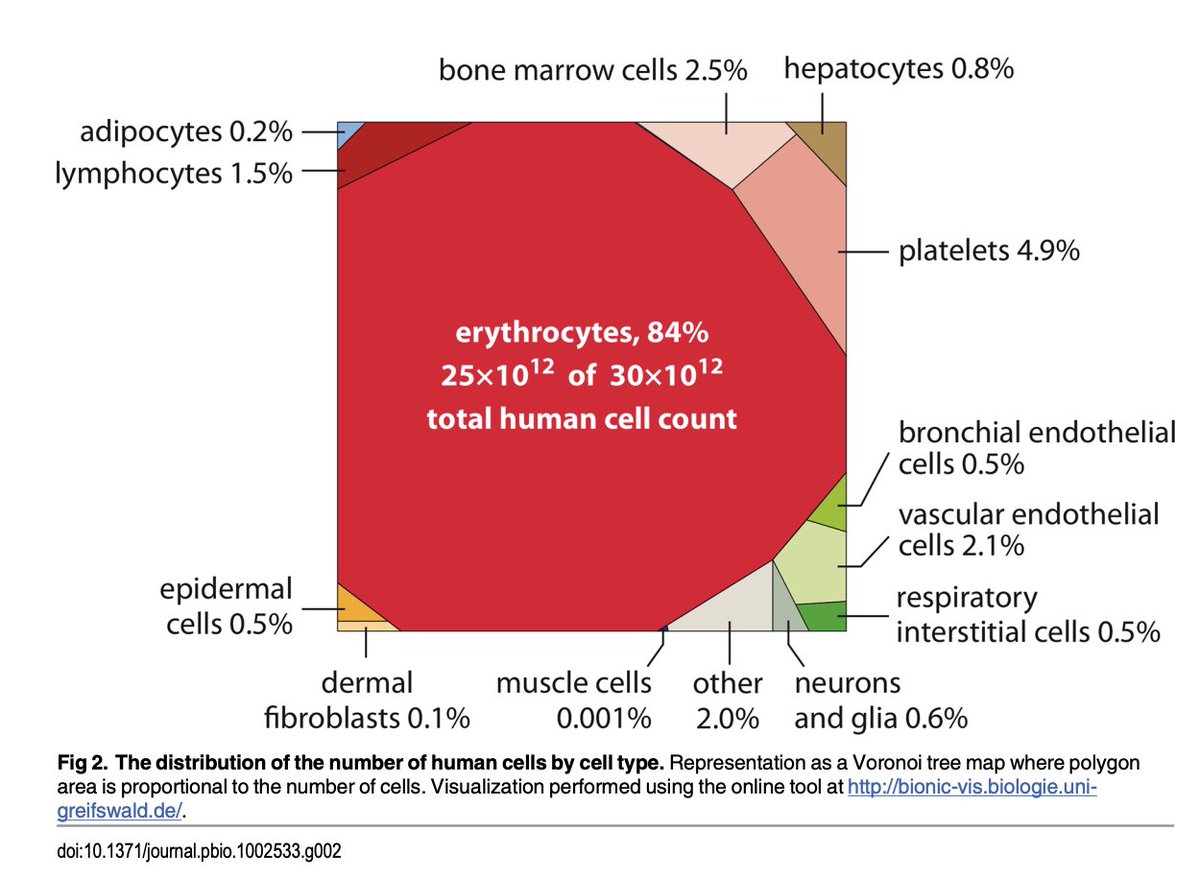 Most cells in your body do not have DNA / genomes.

~ 90 % do not have DNA.
~ 10 % have DNA