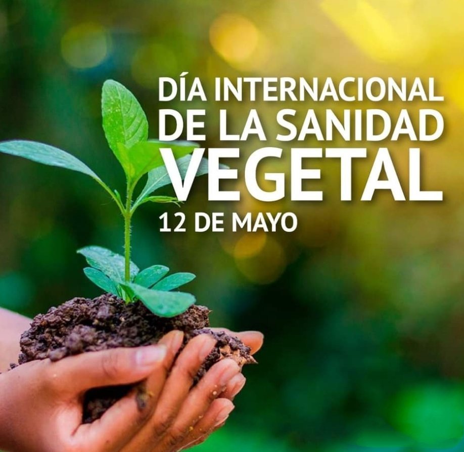 Día Internacional de la #SanidadVegetal, dedicado en 2024 a los polinizadores. La Sanidad Vegetal va más allá de las plantas. Proteger las plantas es proteger la vida @EdMartDiaz @SANTANACITMA @adianez_taboada @ArmandoRguezB @citmacuba