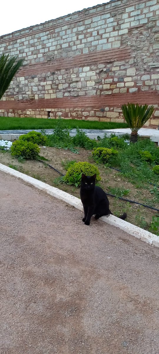 #MewseumMonday #KaraKedi #MüzeKedisi #BlackCat 

Tekfur Sarayı Müzesi / Tekfur Palace Museum

📷 Neslihan Asutay-Effenberger