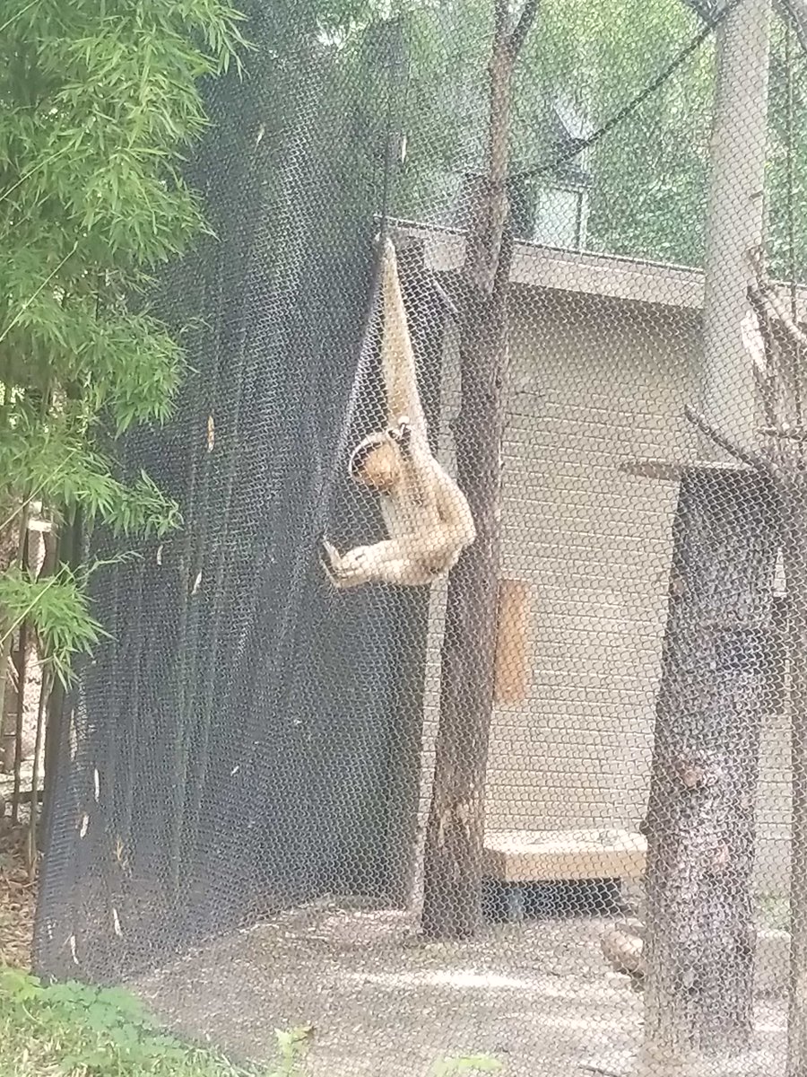 Yesterday's zoo trip