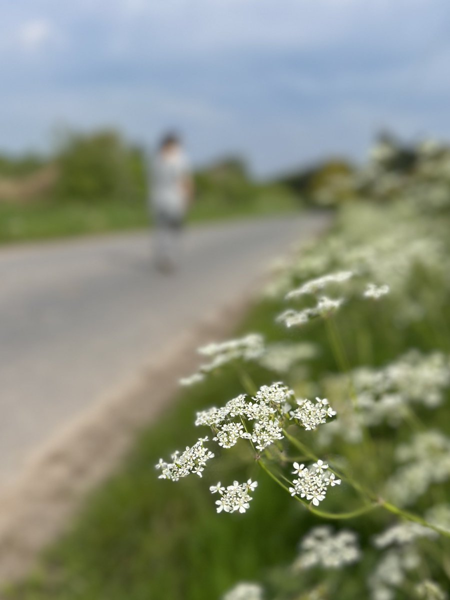 matt_cork's tweet photo. A few from today’s morning wander around the local lanes…
#sunday #walk #may #localwalks #nicedayforit https://t.co/gNJ3bJo2qs