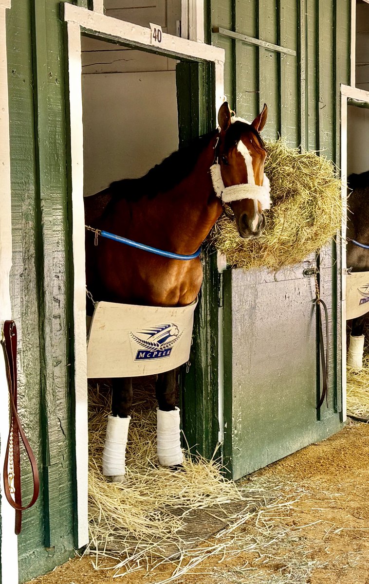 Kentucky Derby winner Mystik Dan arrived at Pimlico Sunday afternoon and is in Stall 40 - usually the home for Derby winners - in the ⁦<a href="/PreaknessStakes/">Preakness Stakes</a>⁩ Stakes Barn.
⁦<a href="/theTDN/">TDN</a>⁩