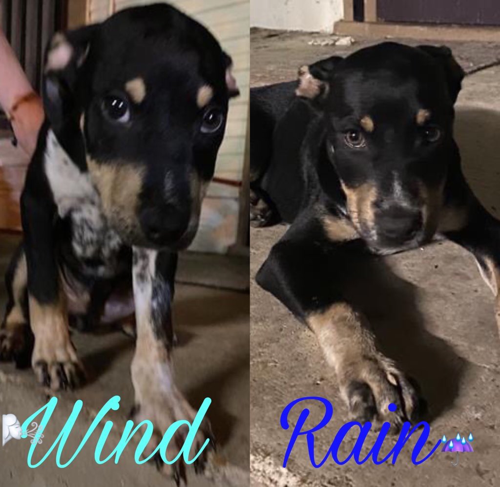 🆘 THESE TWO 4 MTHS OLD DEPRESSED, LETHARGIC & ANOREXIC DOG PUPPIES WIND 🌬#A712745 (M, 14lb) & RAIN 🌧#A712746 (M, 12lb) ARE BEING KILLED TMW 5.13 BY SAN ANTONIO ACS IN #TEXAS‼️ 🚨diarrhea, depressed, lethargic, anorexia, giardiasis. To #foster/#Adopt☎️2102074738 #PLEDGE 🙏🏼