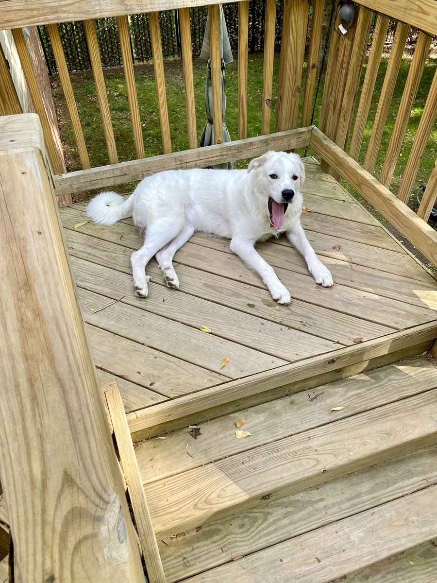 Sunday afternoon back deck vibes with my pup. It’s a pretty afternoon. 

#sundayafternoonvibes
#greatpyrenees