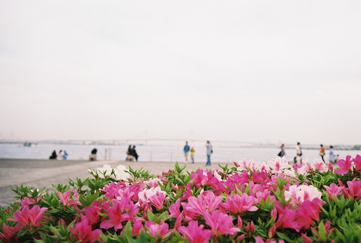 海沿いに咲くツツジ フィルム：FUJICOLOR SUPERIA PREMIUM 400 レンズ：XR RIKENON 50mm f2.0 カメラ：PENTAX LX 現像&データ化は@tetsuya4281さんです。 #スナップ #フィルムカメラ #フィルム写真